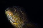 Labrus bergylta 1